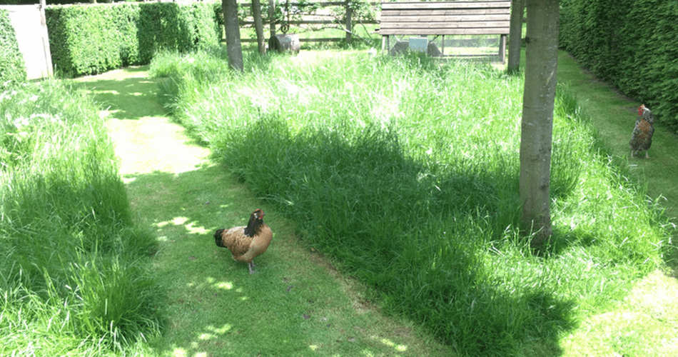 Cottage Garden | Structured Growth