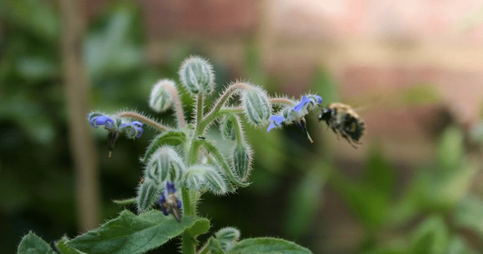 Cottage Garden | Structured Growth